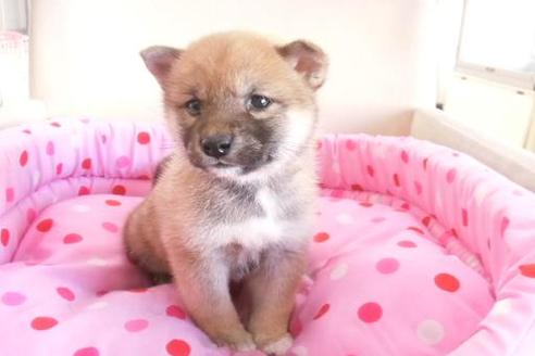 成約済の大阪府の柴犬-2175の3枚目